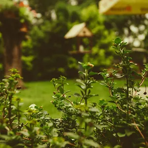  Guest house Mango Tree India